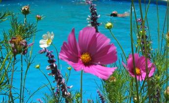 fiori sul bordo di una piscina privata